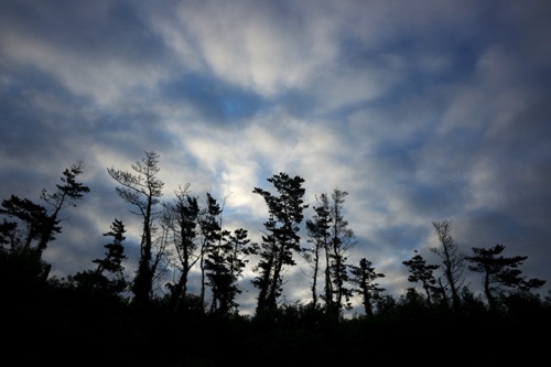 Evergreens At Sunrise, Block Island, RI (8516 SA).jpg